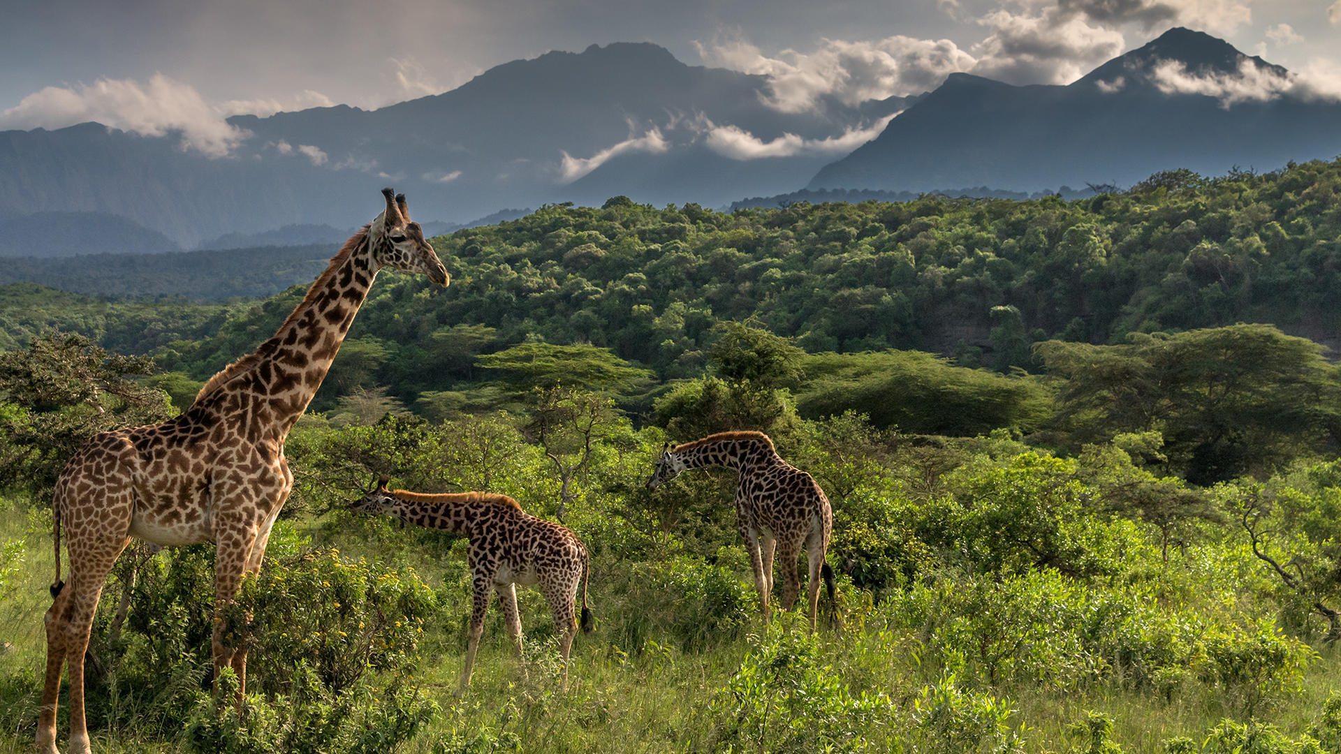 Arusha National Park Day Trip