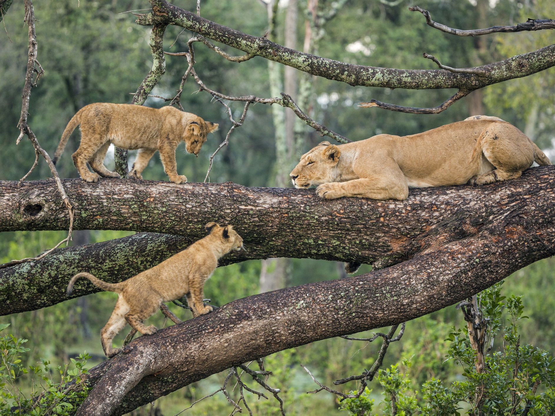 Lake Manyara national park