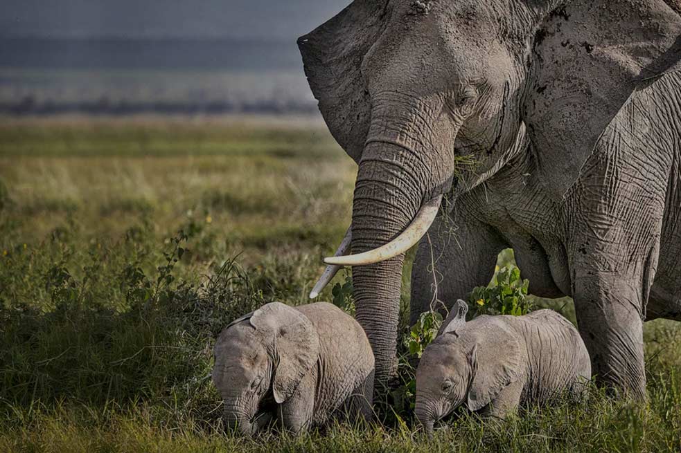 Tarangire National Day Tour