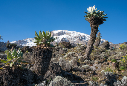 6 Days Kilimanjaro Climb Machame Route