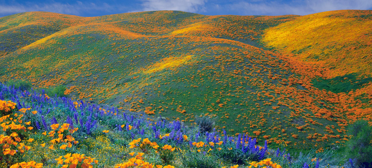 Kitulo-National-Park