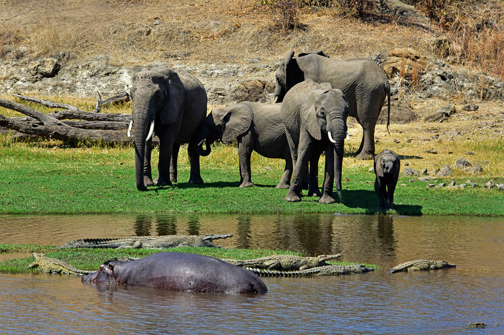 ruaha-national-park