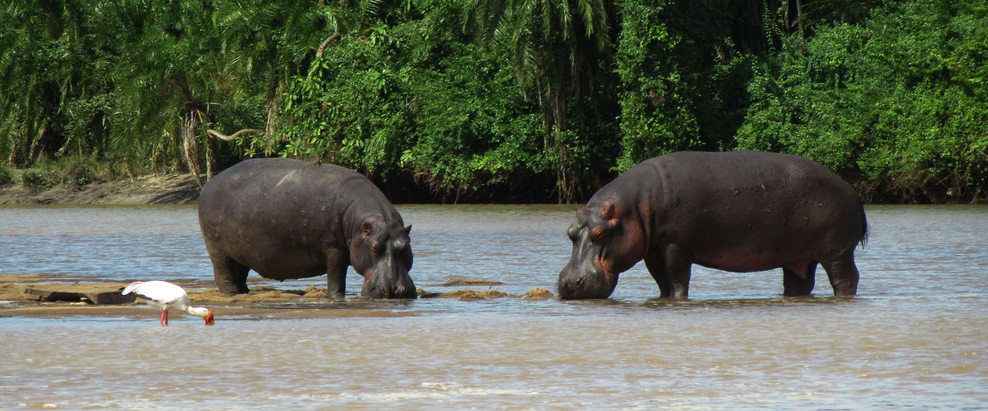 saadani-national-park