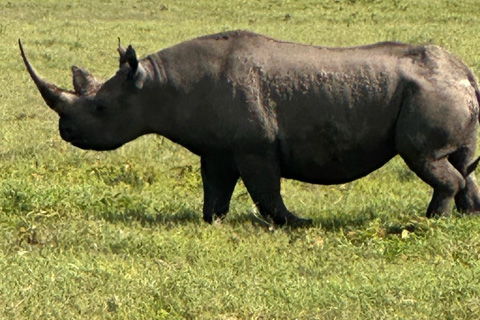 Ngorongoro Crater Day Tour